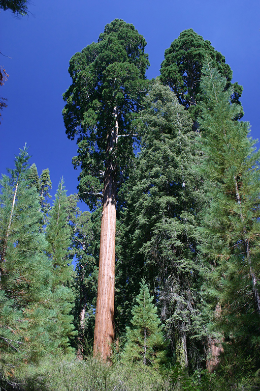 IMG_071.JPG - Sequoia in Kings Canyon National Park