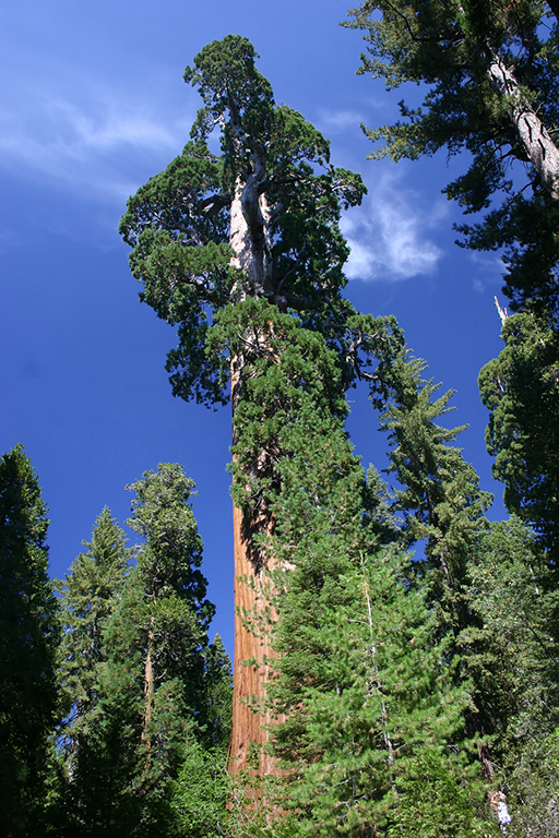 IMG_072.JPG - Sequoias in Kings Canyon National Park