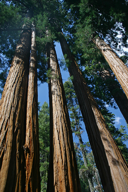 IMG_082.JPG - Sequoia National Park