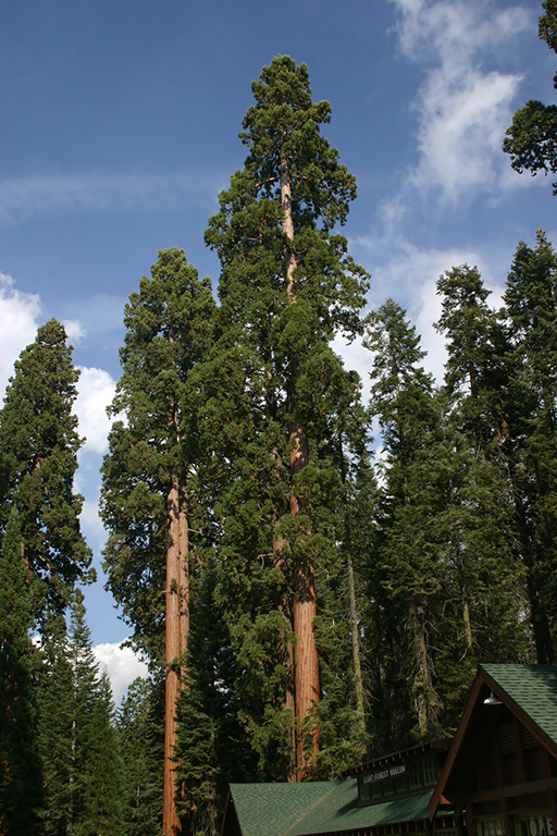 IMG_083.JPG - Sequoia National Park