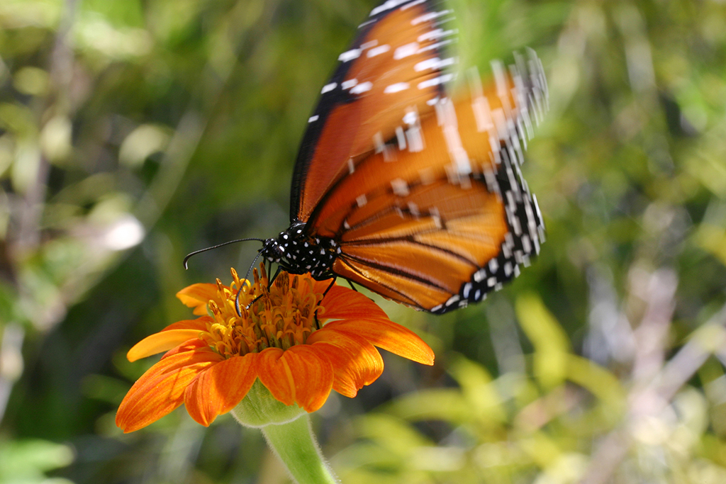 IMG_093.JPG - Monarch, The Living Desert, Palm Springs