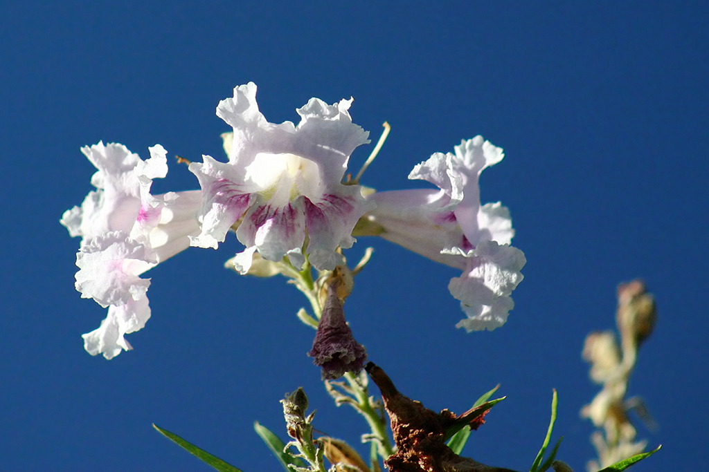 IMG_105.JPG - The Living Desert, Palm Springs