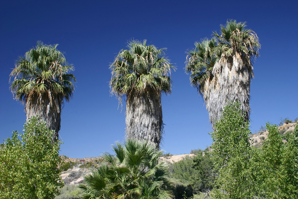 IMG_147.JPG - Joshua Tree National Park