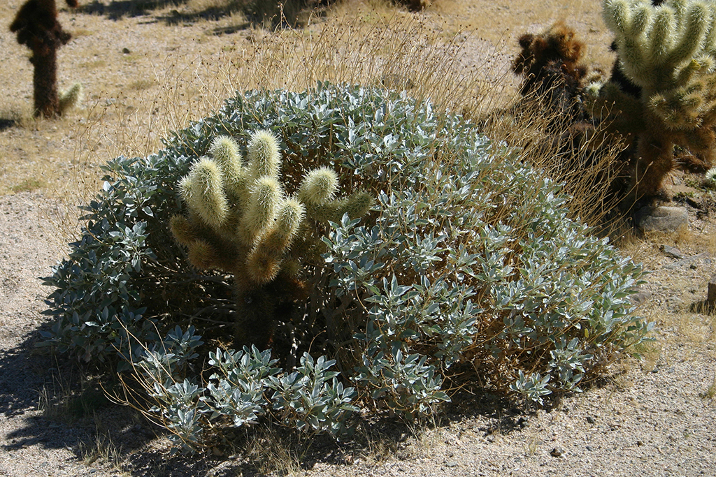 IMG_149.JPG - Joshua Tree National Park