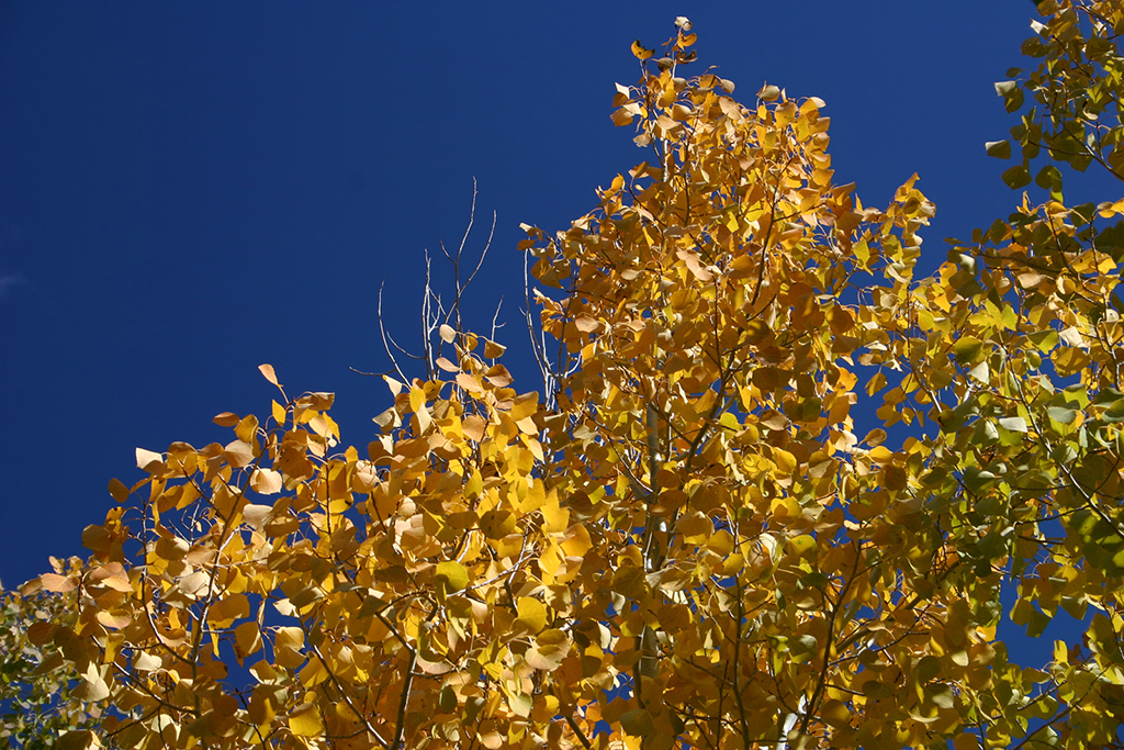 IMG_179.JPG - Fall Foliage, Great Basin National Park