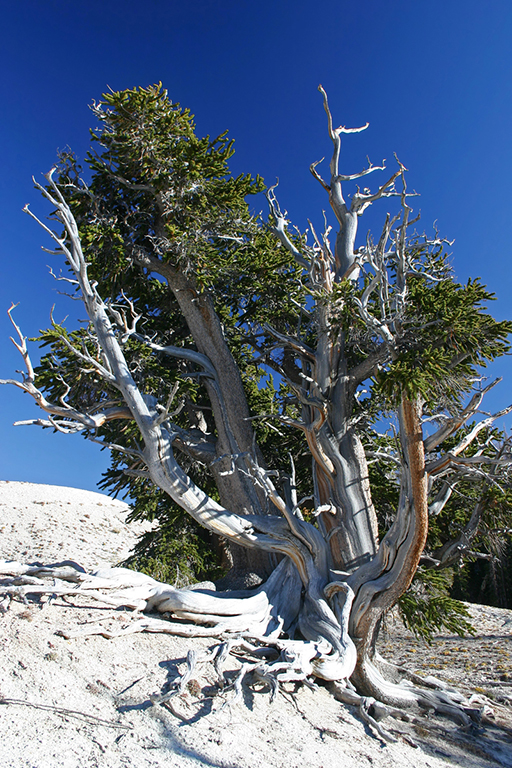 IMG_186.JPG - Bristlecone Pine, Cedar Breaks National Monument