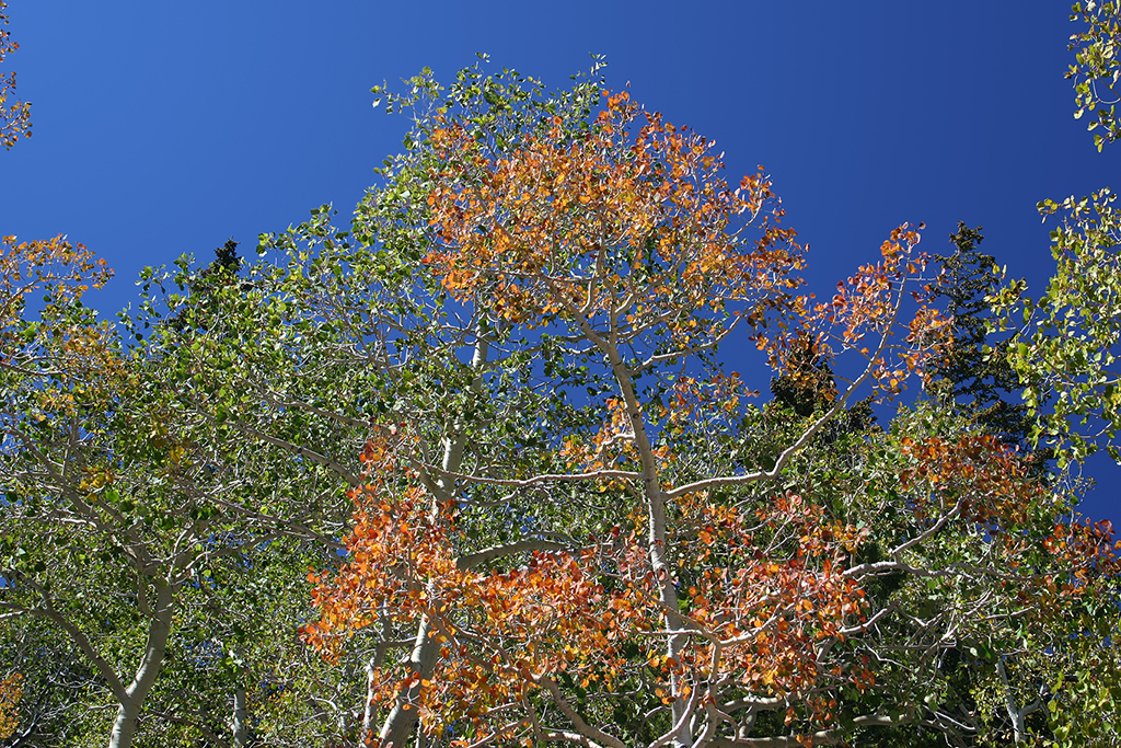 IMG_1048.JPG - Great Basin National Park