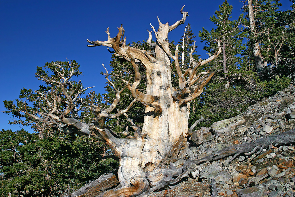 IMG_1136.JPG - Great Basin National Park