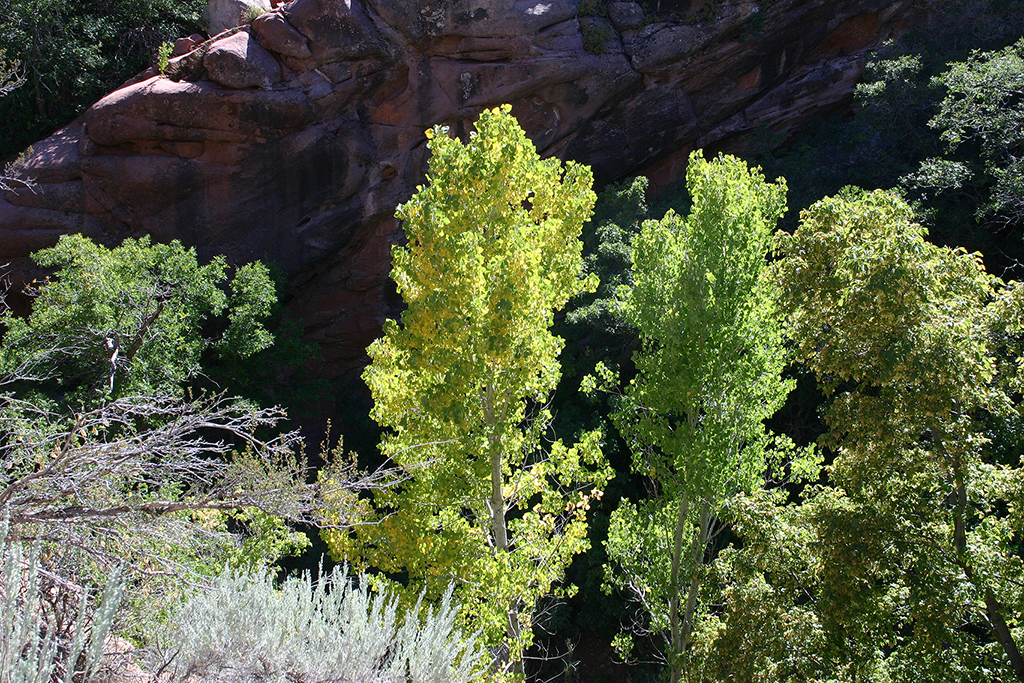 IMG_1183.JPG - Zion National Park