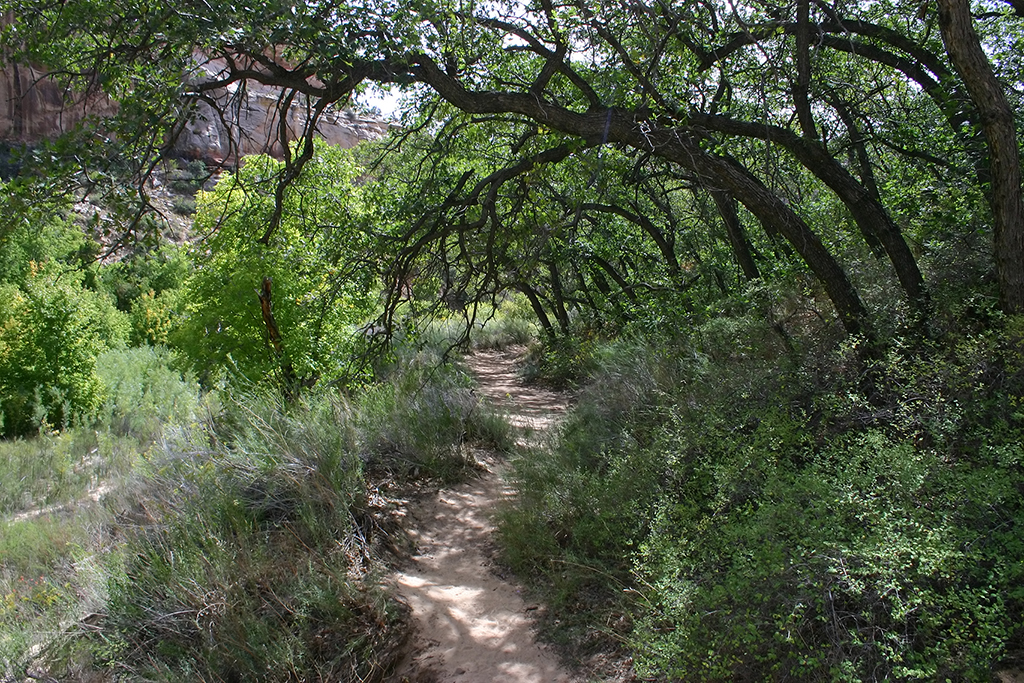 IMG_1684.JPG - Lower Calf Creek Falls