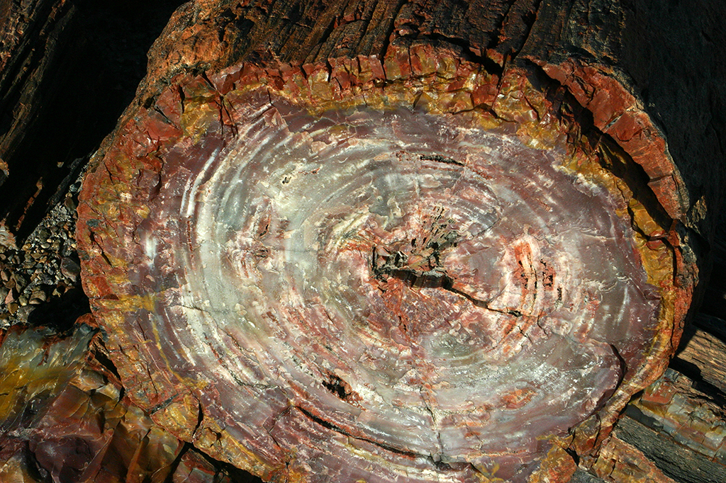 IMG_3478.JPG - Petrified Forest National Park