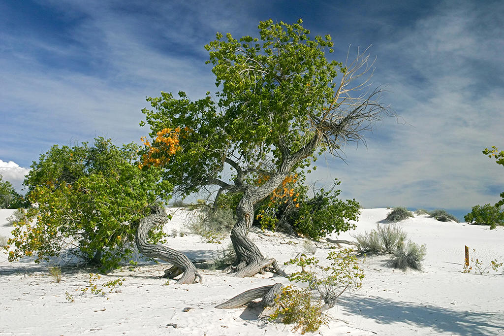 IMG_4022.JPG - White Sands National Monument