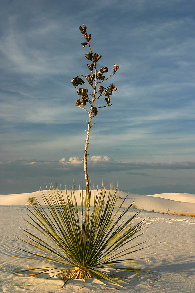 IMG_4095.JPG - White Sands National Monument