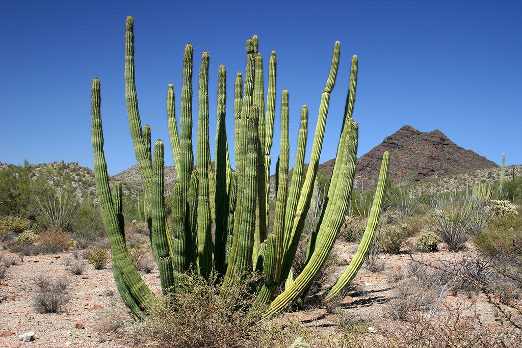 IMG_4548.JPG - Organ Pipe Cactus National Monument