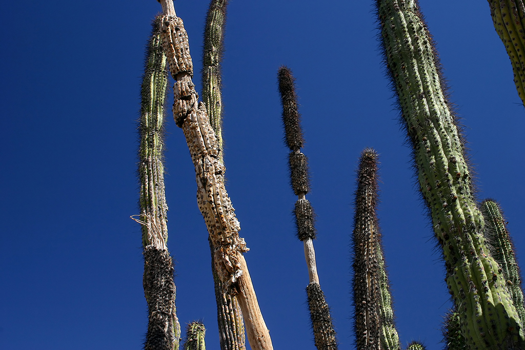IMG_4590.JPG - Organ Pipe Cactus National Monument