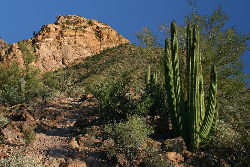 IMG_4653.JPG - Organ Pipe Cactus National Monument