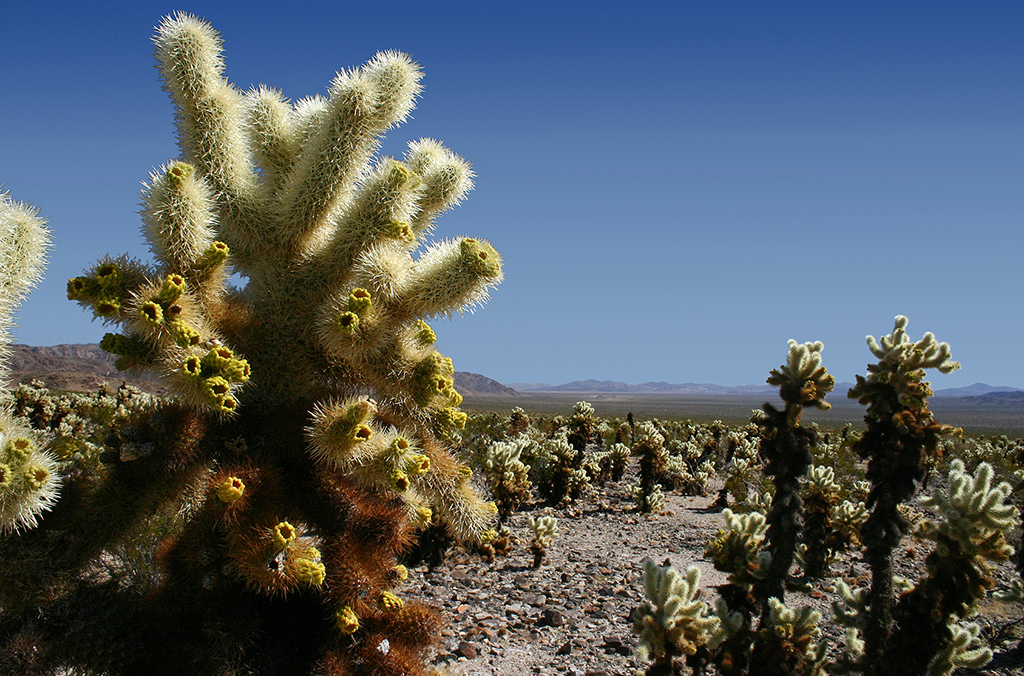 IMG_5016.JPG - Joshua Tree National Park