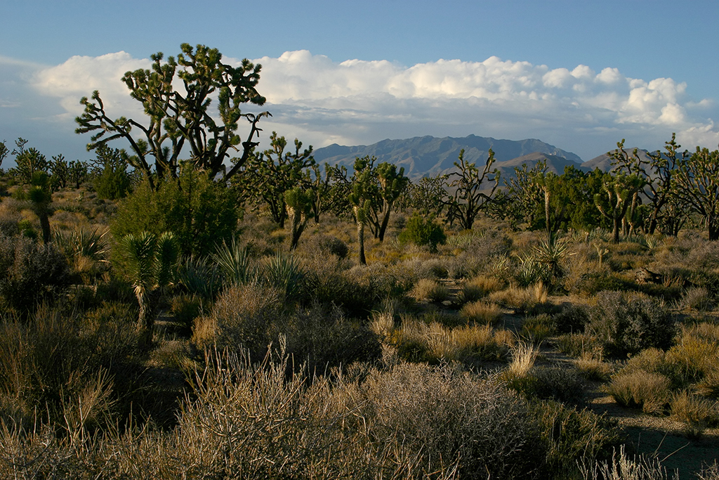 IMG_5207.JPG - Mojave National Preserve