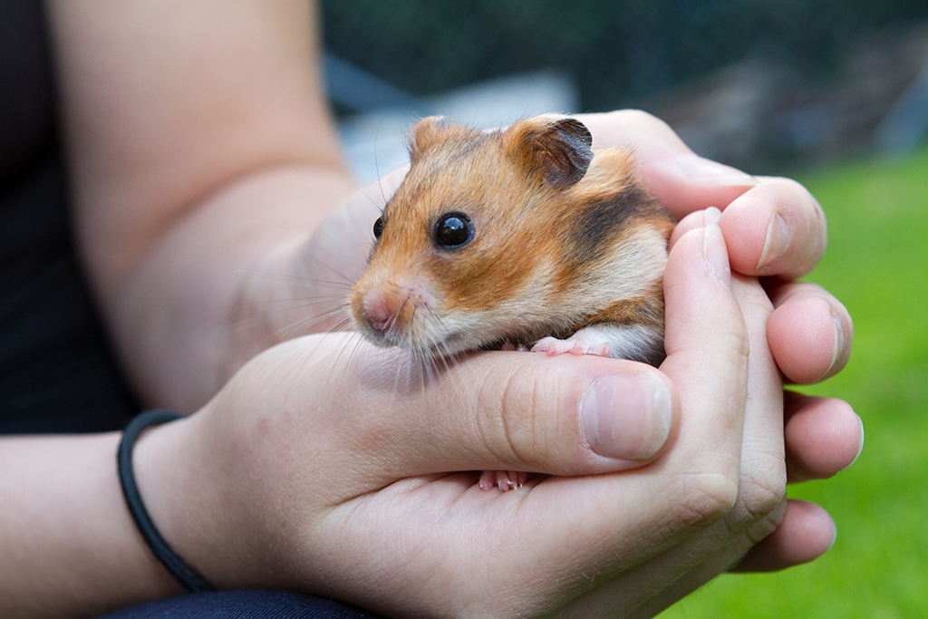 Banu-Igel_06.jpg