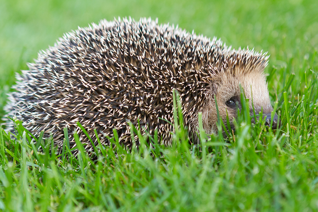 Banu-Igel_13.jpg