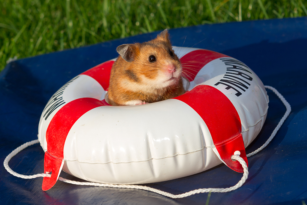 Hamster_05.jpg