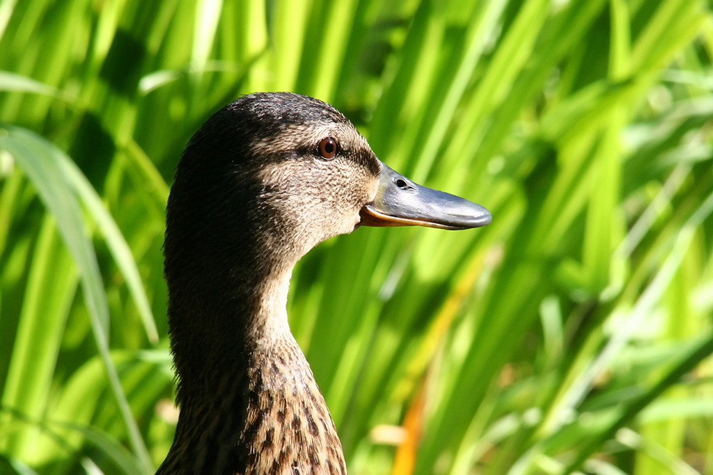 Mama-Ente.JPG - Processed by: Helicon Filter;