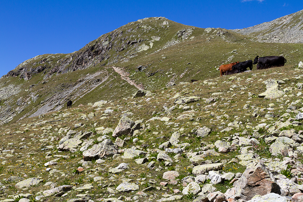 Engadin_Tag_1_26.jpg - Richtung Segantinihütte