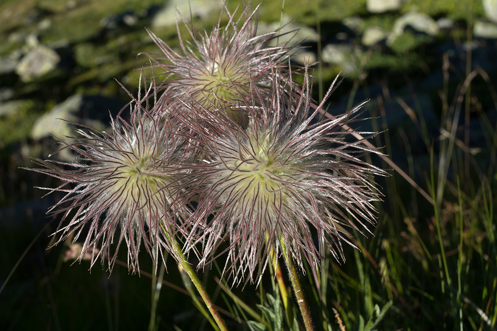 Engadin_Tag_1_33.jpg - Apache Plume (Fallugia paradoxa)