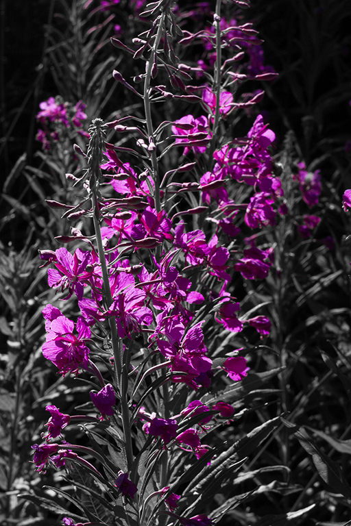 Engadin_Tag_2_26.jpg - Weidenröschen (Fireweed)