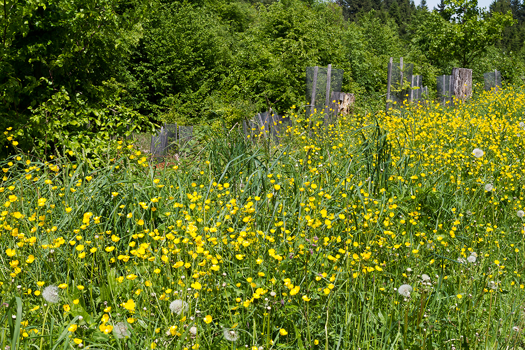 Üetliberg_02.jpg