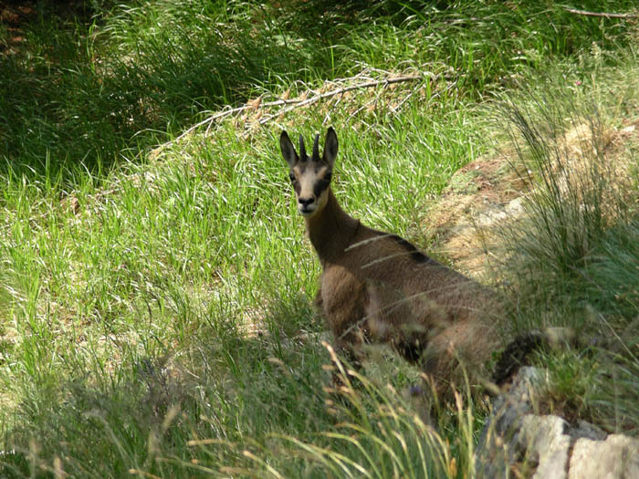 IMGP6736 Young chamois met in the woods in Engadin