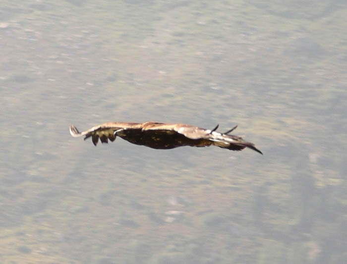 IMGP6770 Bold eagle