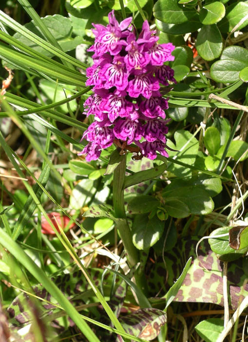 IMGP6795 Orchid