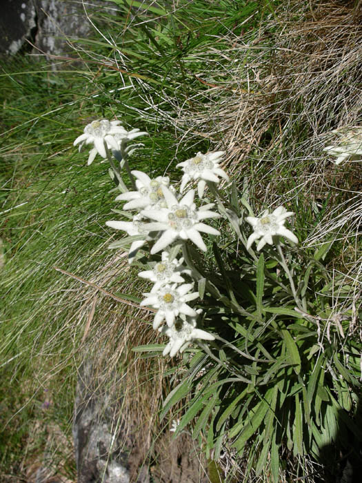 IMGP6982 Edelweiss, symbol of the Alps