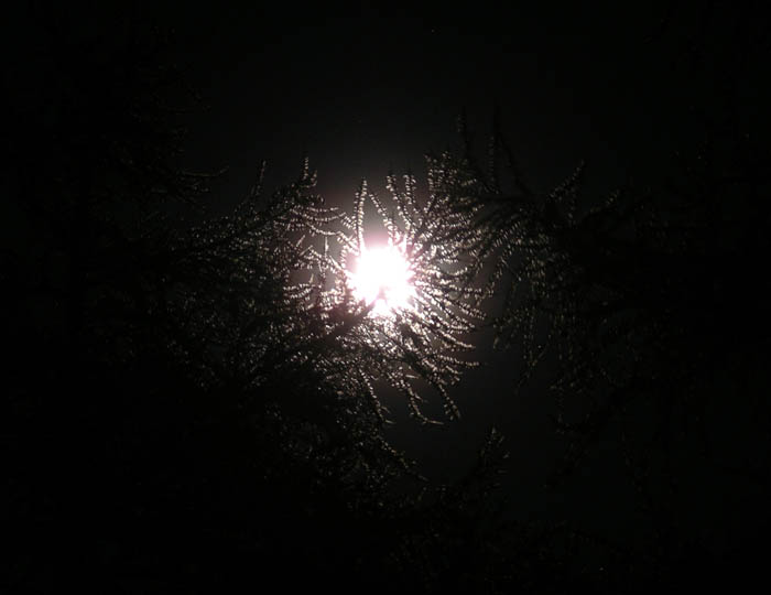 IMGP8026 Moon among the pines in that long night