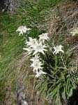 IMGP6982 Edelweiss, symbol of the Alps