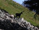 IMGP7198 Shades nr. 2 (chamois, Engadin)