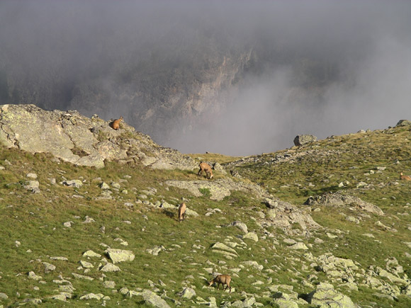 IMGP4652 Chamois (wild ''goats'')  on Piz Chalchagn