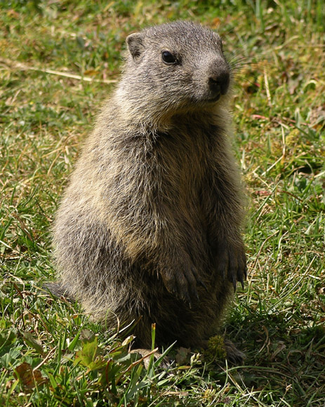 IMGP4675 Young marmot checking around