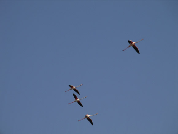 IMGP6087 Flamingos in Camargue