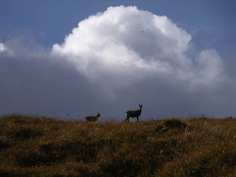 IMGP7636c Chamois