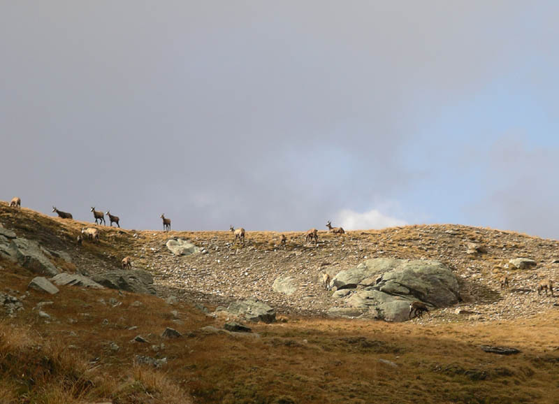 IMGP7636d Chamois