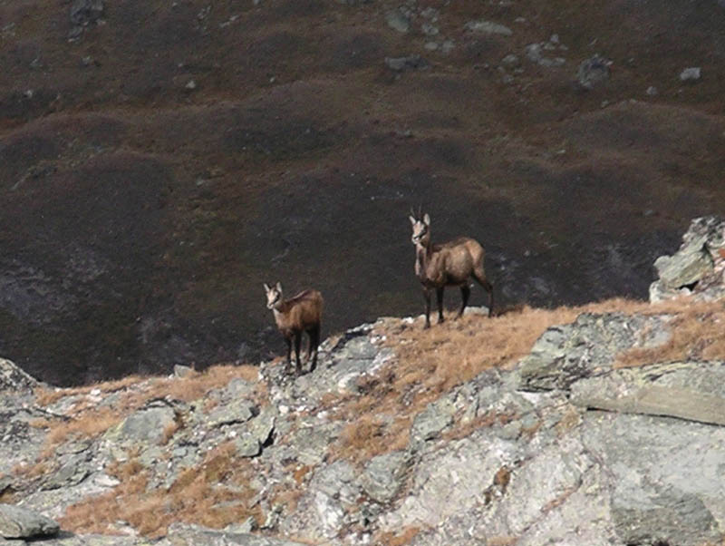 IMGP7636e Chamois
