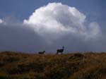 IMGP7636c Chamois