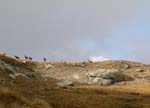 IMGP7636d Chamois