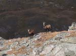 IMGP7636e Chamois