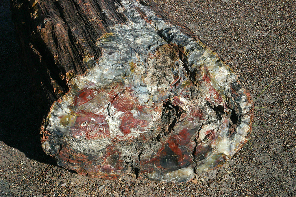 IMG_3445.JPG - Petrified Forest National Park