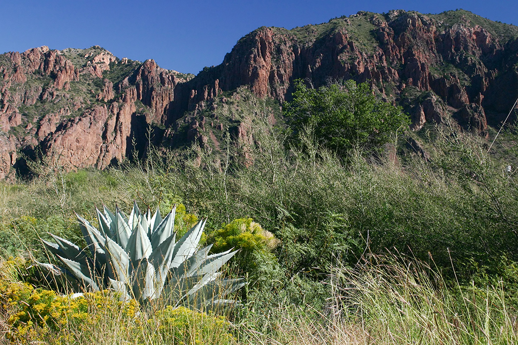 IMG_3636.JPG - Big Bend National Park