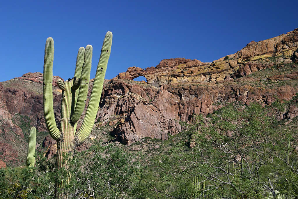 IMG_4636.JPG - Organ Pipe Cactus National Monument