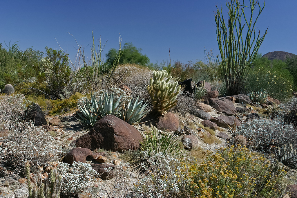 IMG_4871.JPG - The Living Desert, Palm Springs